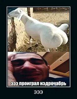 Ешь баран читай коран