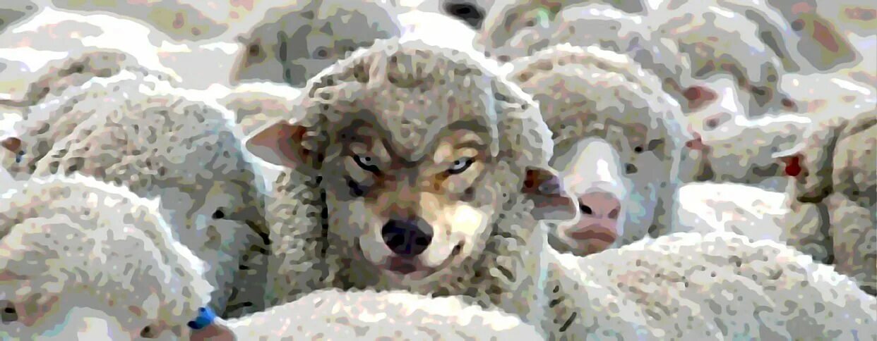 Песня волки барашка. Песенки о животных. Furry sheep. Песня волки барашка. Волки и овцы.