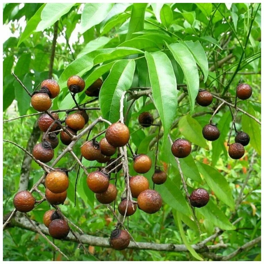 Моющие орехи купить. Сапиндус мыльное дерево. Рудракша дерево. Сапиндус Мукоросси. Sapindus Mukorossi Gaertn.