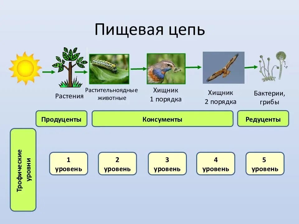 Цепь питания из 4-5 звеньев продуценты,консументы и редуценты. Цепь редуценты продуценты. Пастбищная цепь питания из 4 звеньев. Трофические звенья в цепи питания. Производители органических веществ в природном сообществе называются