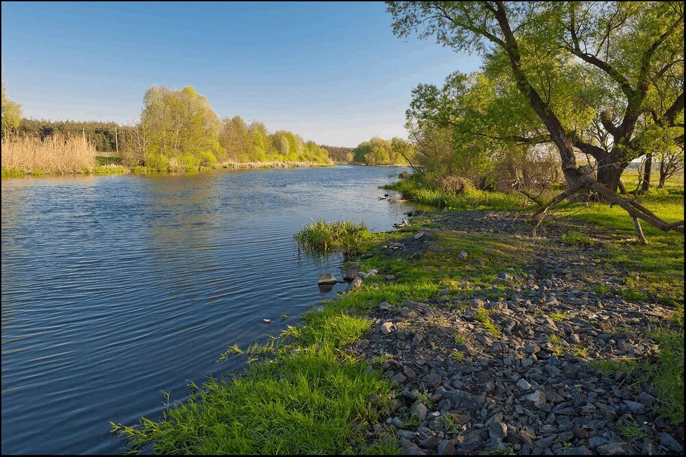 Река Оскол Белгородской области. Старый Оскол река Оскол. Река Оскол Чернянка Белгородской области. Исток реки Оскол в Белгородской области. Вода в белгородской области