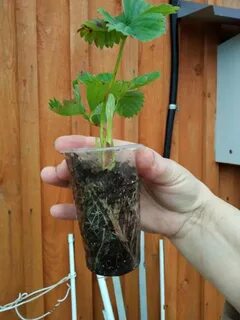 Клубника усы в стаканчиках