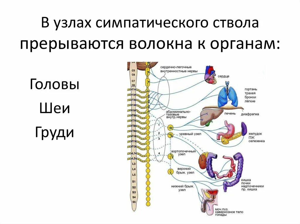 Промежуточные нервные узлы. Топография симпатического ствола схема. Грудной отдел симпатической части вегетативной нервной системы. Ветви соединяющие узлы симпатического ствола. Грудной отдел симпатического ствола схема.