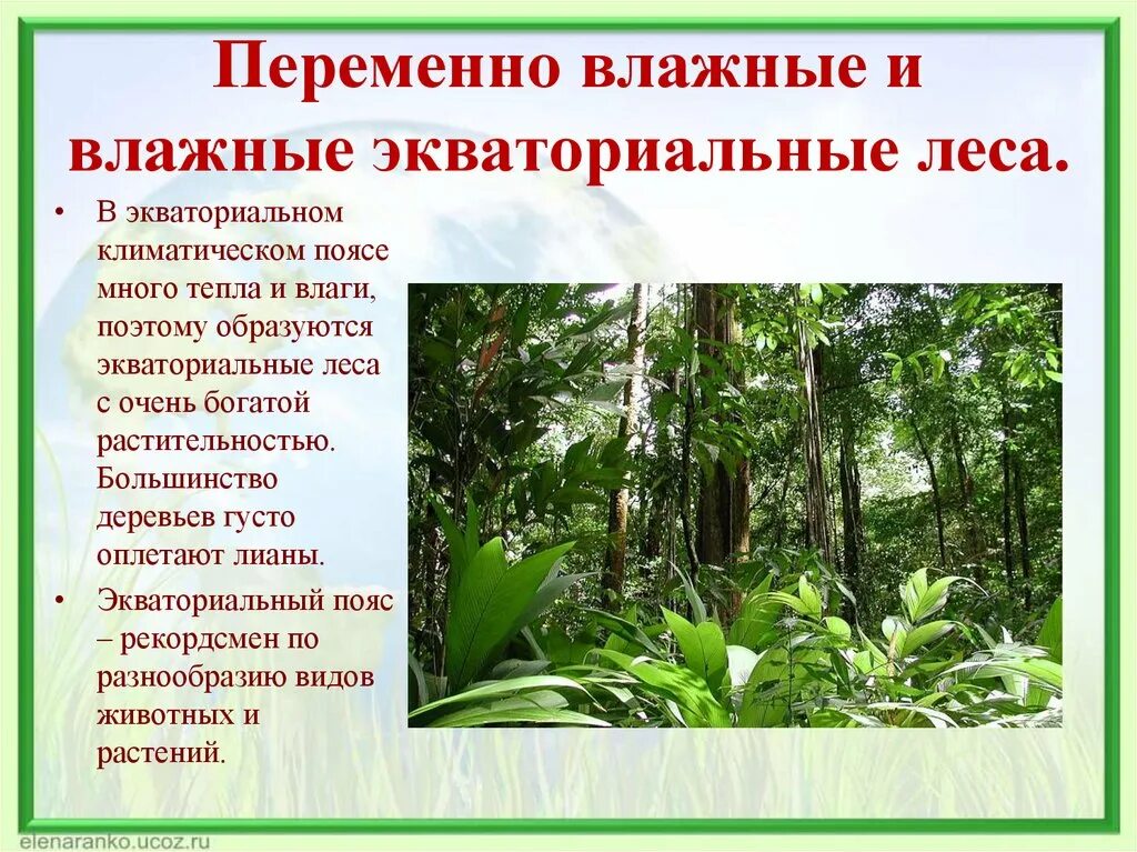 Климатический пояс переменно влажных лесов. Переменно влажные растения. Растения экваториальных лесов. Природные зоны в переменно влажных лесах.