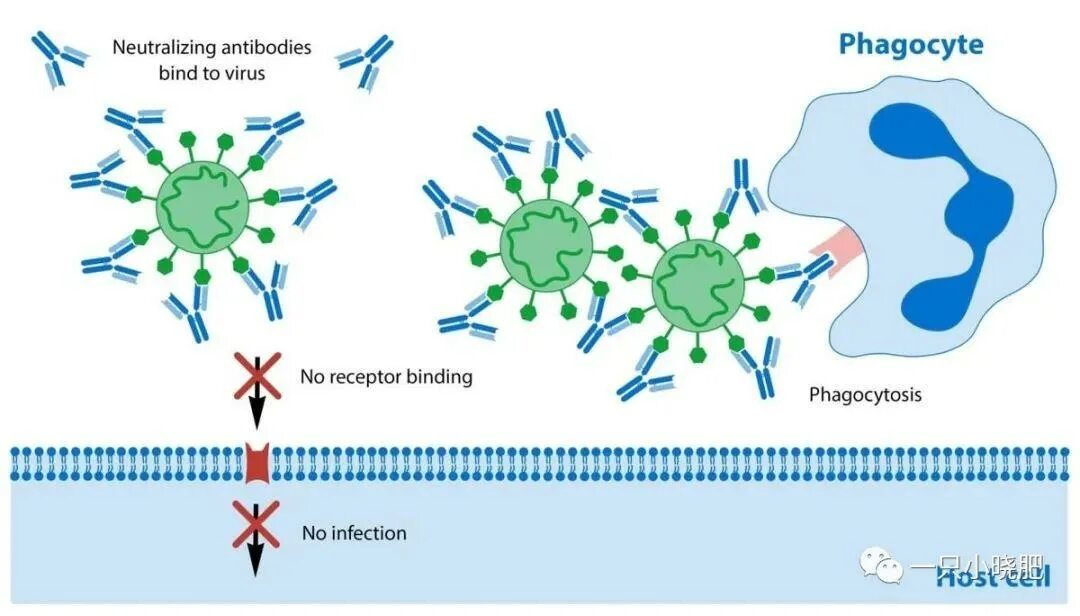 Иммунные антитела 1 4. Neutralizing antibodies. Нейтрализующие антитела. Вирус нейтрализующие антитела это. Нейтрализация опсонизация.