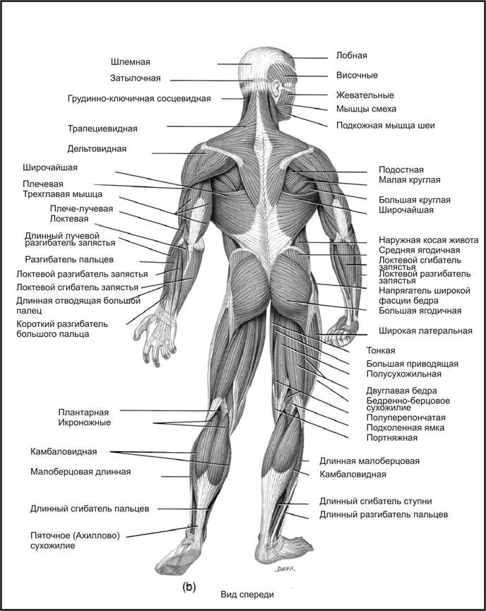 Мышцы человека схема портняжная. Взаимосвязь органов и мышц. Взаимосвязь мышц и внутренних органов. Мышцы внутренних органов человека таблица.