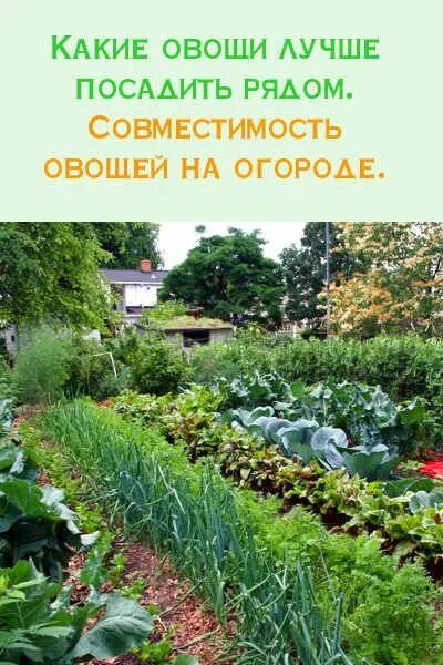 Какие овощи совместимы