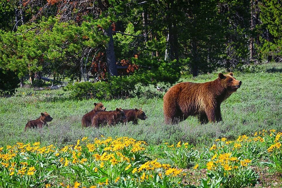 Медведица. Медведица с медвежатами. Панорамы медведь. Медведь Россия.
