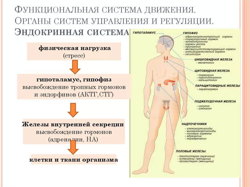 Эндокринная система. Эндокринная регуляция организма. Эндокринная система человека гормоны. Влияние на эндокринную систему. Половая адаптация