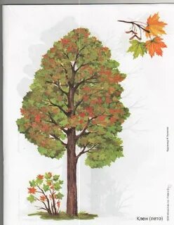 Рисование осенний клен и ель