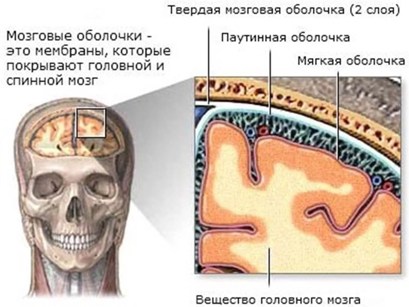 Три оболочки мозга. Паутинная оболочка и твердая мозговая оболочка. Паутинная оболочка головного мозга. Meninges анатомия. Паутинная оболочка головного мозга анатомия.