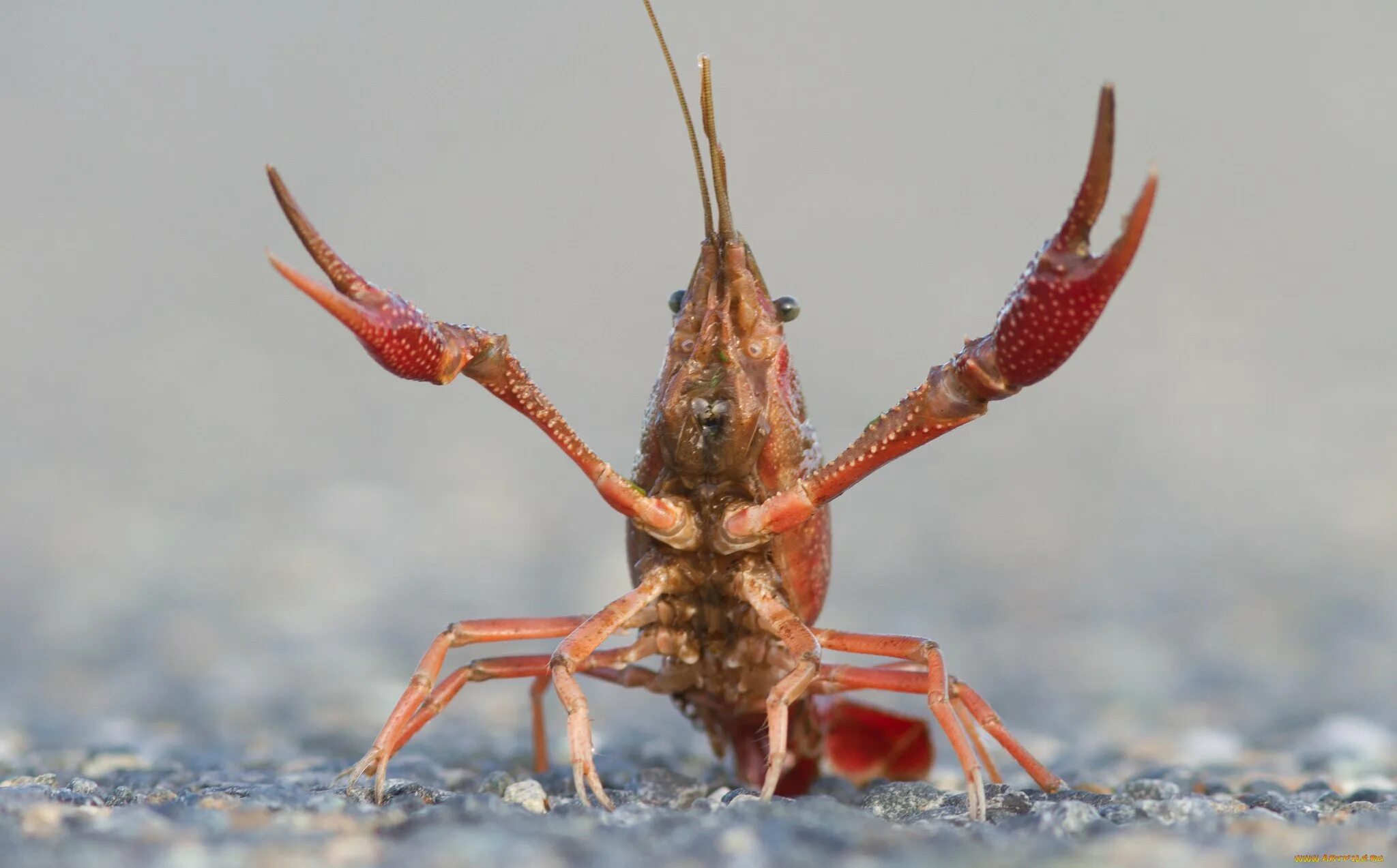 Procambarus clarkii. Речной лобстер. Речные рачки. Клешни ракообразных. Клешня речного рака