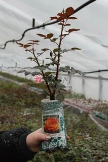 Розы с закрытой корневой системой