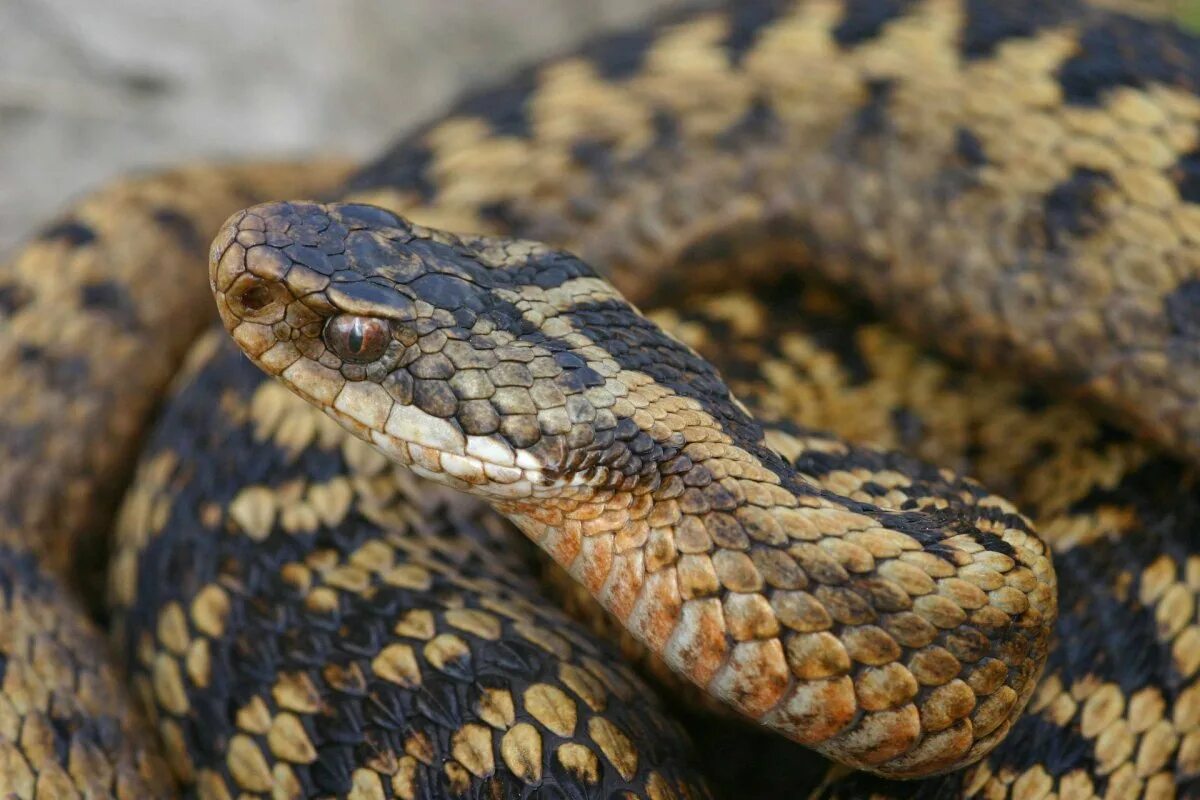 Фото гадюки. Обыкновенная гадюка (Vipera berus). Малоазиатская гадюка. Змея гадюка ядовитая. Обыкновенная гадюка (Vipera berus l.).