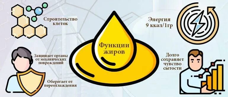 Энергетическая функция жиров в организме. Жиры функции в организме. функции жира в организме человека. функции жиров в организме человека. энергетическая функция жиров.