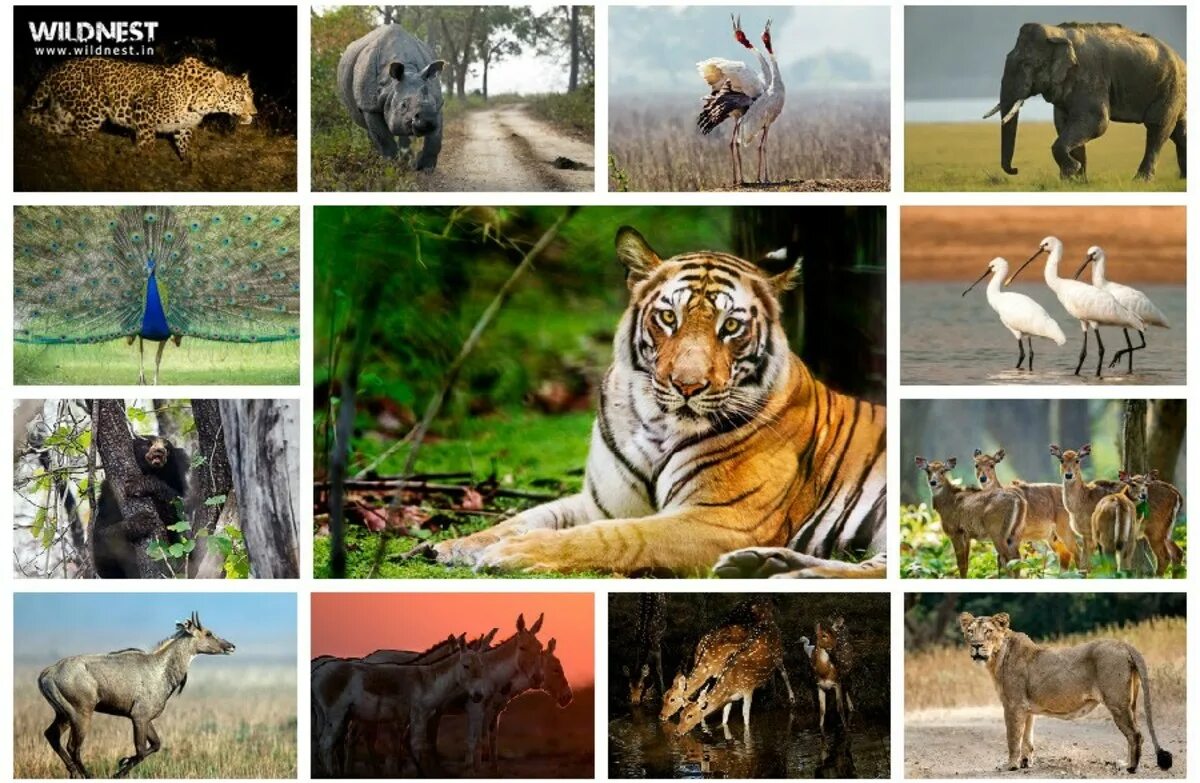 Wildlife ответы. Животные Индии. Растительность и животный мир Индии. Животный и растительный мир коллаж. Животные коллаж.