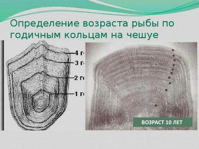 C определить возраст. Возраст рыбы по чешуе. Как определить Возраст рыбы. Определение возраста рыбы по чешуе. Как определить Возраст рыбы по че.