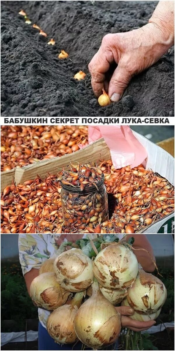 Хороший лук для посадки весной. Лук сеянец. Севок посадка. Лук севок посадка весной. Лук севок.