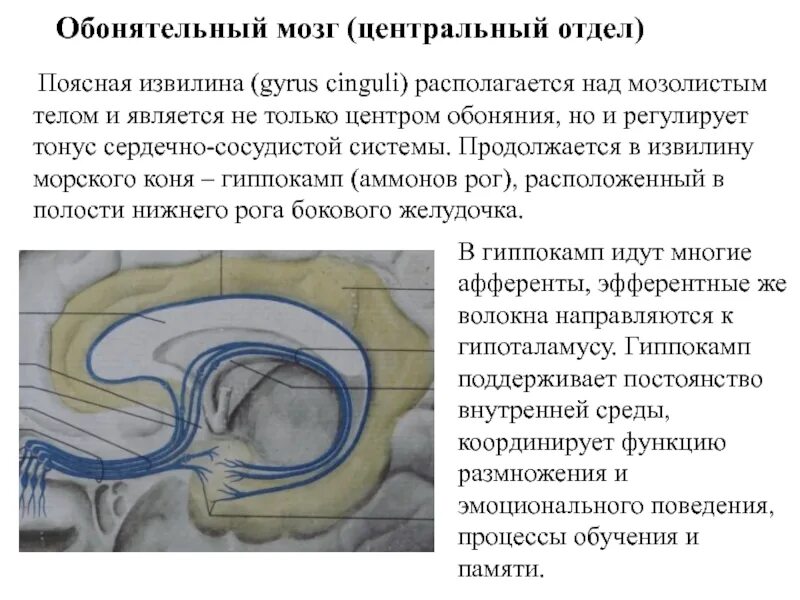 Обонятельный мозг анатомия строение. Обонятельный анализатор Центральный отдел анализатора. Периферический отдел обонятельного мозга функции. Обонятельный мозг: понятие, топография.. Обонятельные зоны мозга