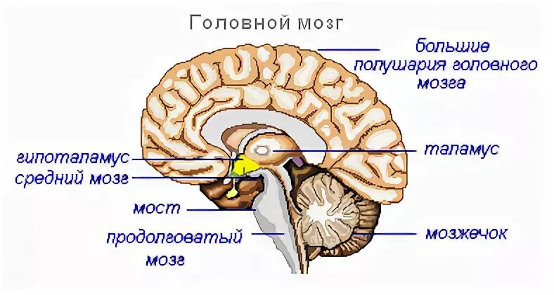 Как называется отдел головного мозга млекопитающих. Отделы головного мозга млекопитающих. Названия отделов головного мозга млекопитающих. Строение мозга млекопитающих. Промежуточный мозг у млекопитающих.