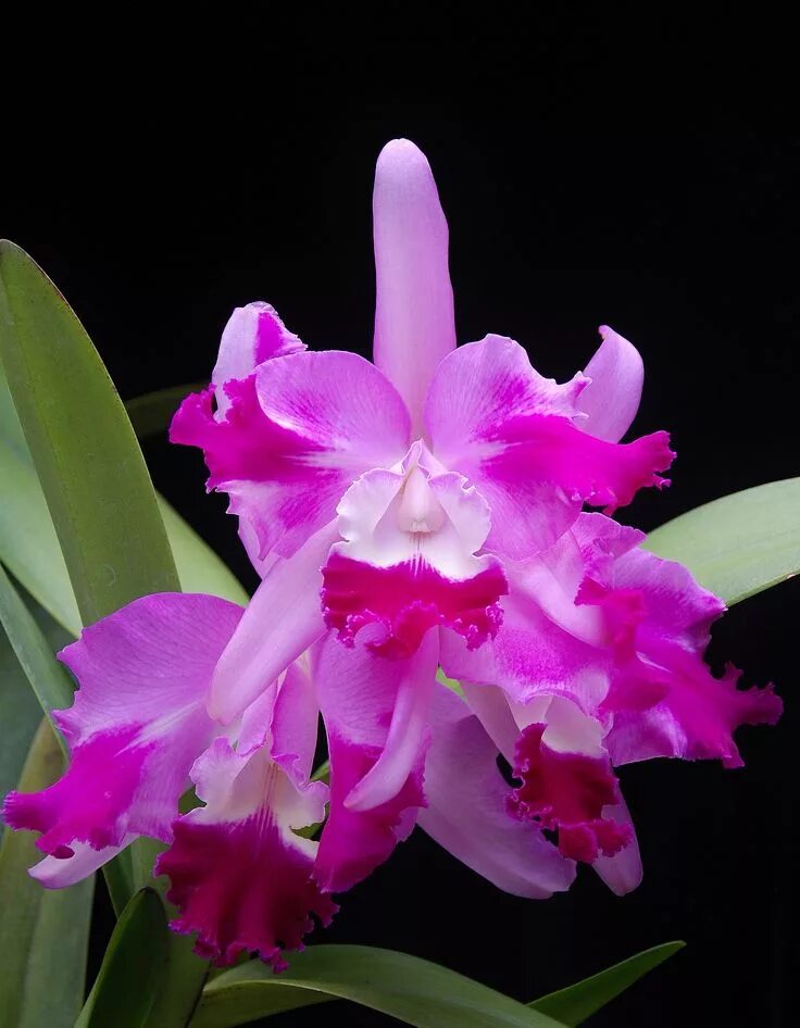 Cattleya Intermedia aquinii. Каттлея Green Emerald. Каттлея Pink Dragon. Каттлея Chantilly Lace.