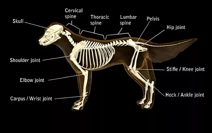 Скелет собаки. Подъязычные кости собаки. Кости собаки анатомия.