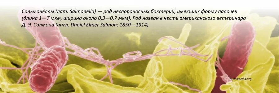 Сальмонеллез. Сальмонеллез возбудитель. Сальмонелла возбудитель. Инфекция сальмонелла. Больница сальмонеллез