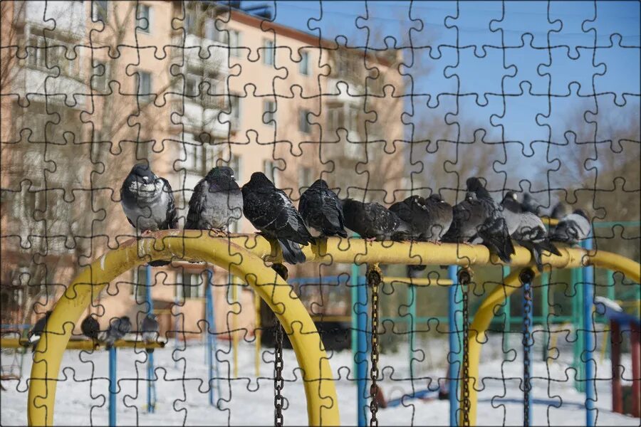 Птицы во дворах города. Голубятня в пензе история. Фотография птицы дворовые. Птицы во дворах города. Гуси куры утки.