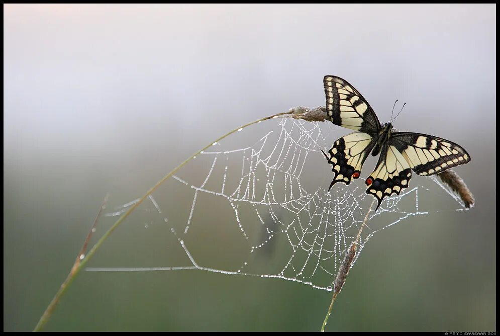 бабочка на ладони. как приручить бабочку в домашних условиях. половить бабочек. энтомологические ловушки для насекомых. ловить бабочек.
