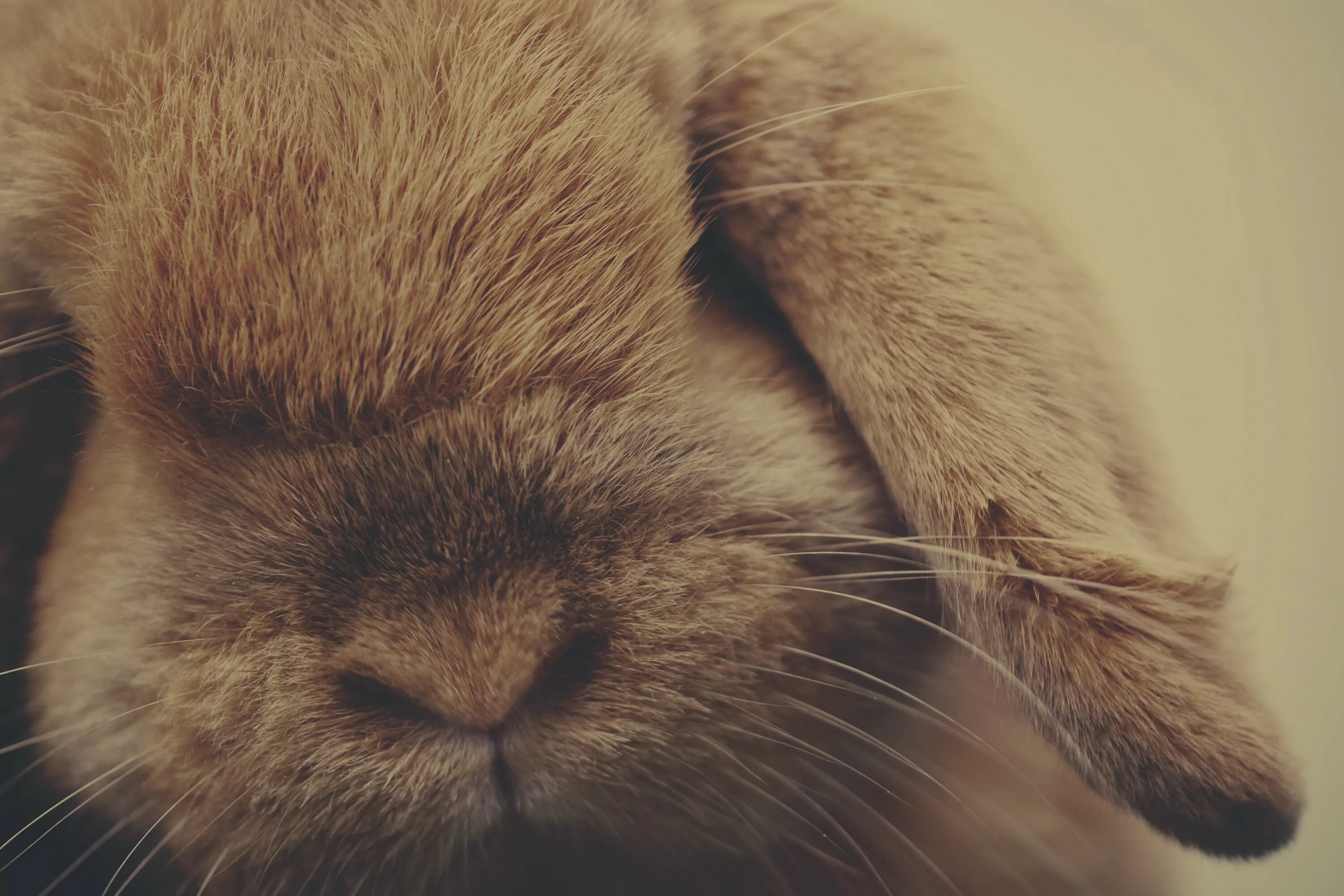 Короче зайка. Нос кролика. Милые кролики. Кролик обои. Картинки на рабочий стол кролики.