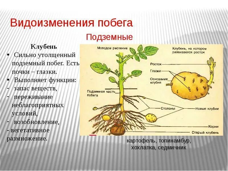 Строение корневища клубня луковицы. Видоизменения подземных побегов 6 класс биология. Видоизмененные побеги надземные и подземные. Хохлатка видоизменение побега. Видоизменения подземных побегов картофеля корневища луковицы.