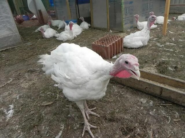 Месячные индюшата. Суточные индюки. Индюки месяц. Индюки месяц. Индюки месяц.