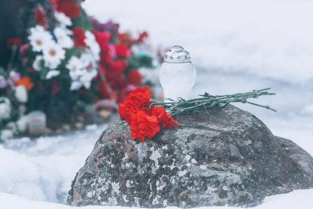 Гвоздики на снегу. Гвоздики с камнем. Траурные гвоздики. Две гвоздики на снегу. Почему гвоздики траурные