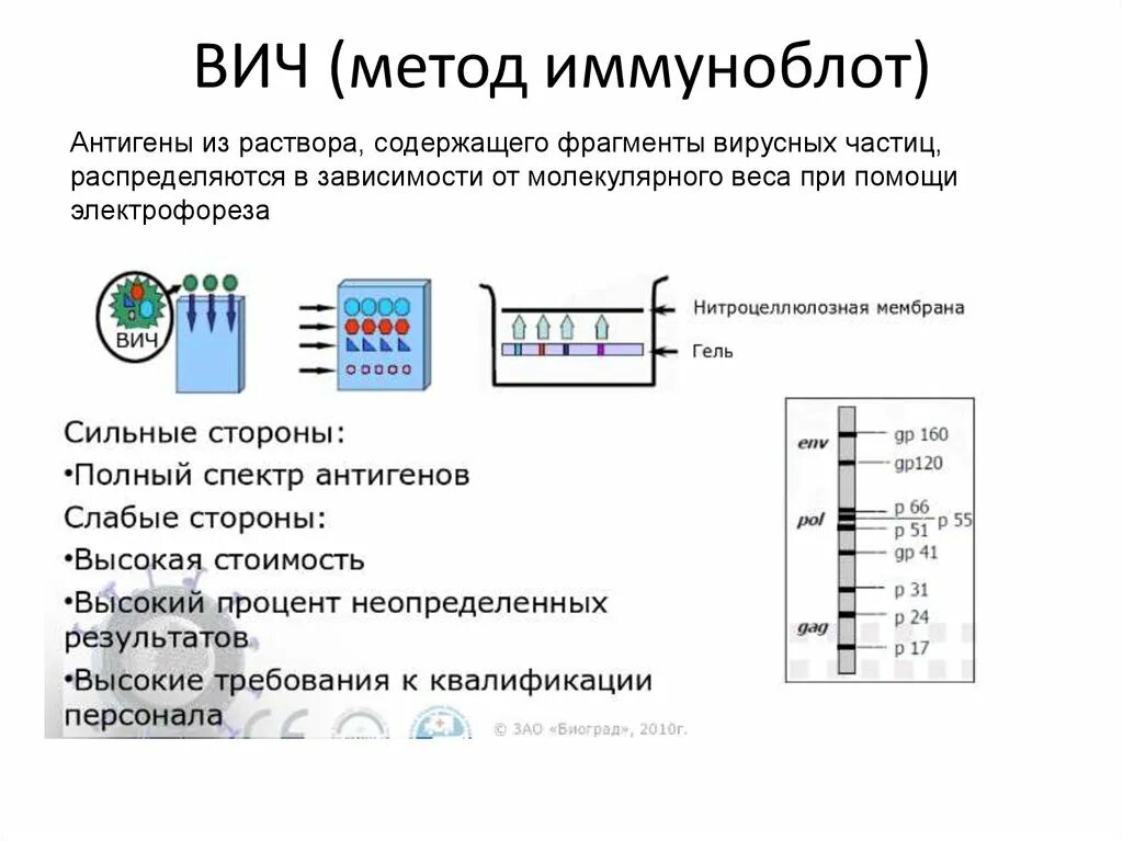 Иммуноблоттинг ВИЧ принцип метода. Метод ИФА И иммуноблот. . Иммуноблот для диагностики ВИЧ-инфекции.. Иммуноблот схема метода.