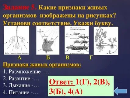 Выберите характеристики изображенного организма ответ