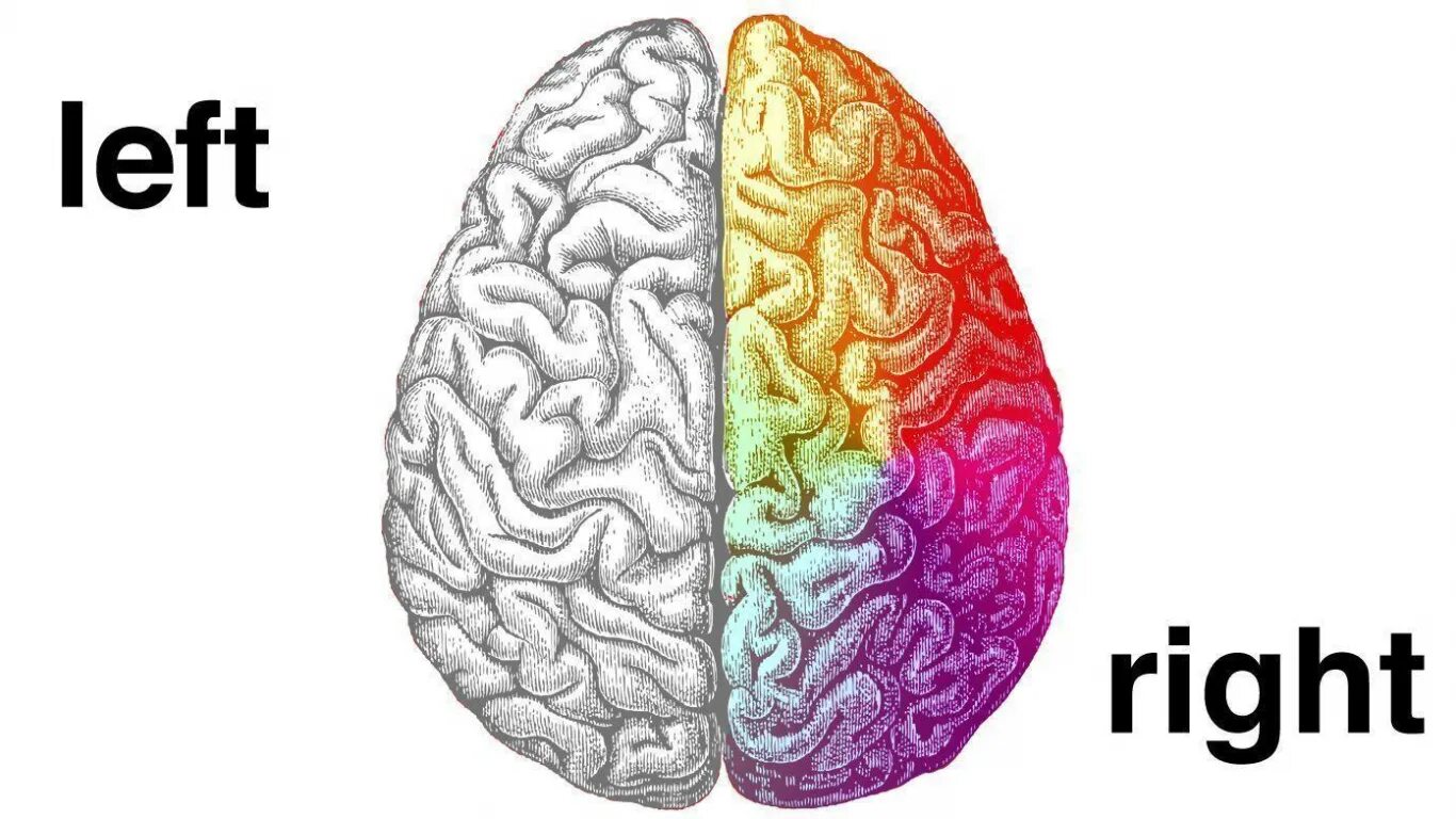 Leave the brain. Left and right Brain. Left Brain right Brain. Мозг ФАС. Правое и левое полушарие мозга арт.