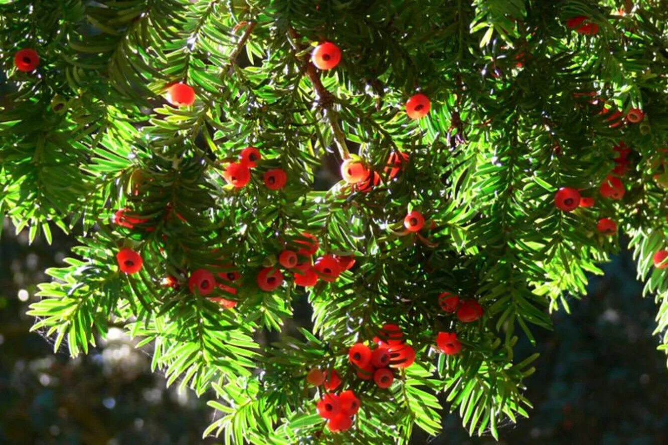 Тис ягодный Taxus baccata. Хвойные растения Тисс ягодный. Тисс ягодный (Taxus baccata. Тис ягодный (Taxus baccata David p9). Ис тис