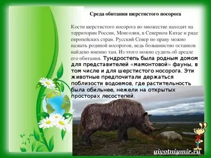 Орел и носорог среда обитания