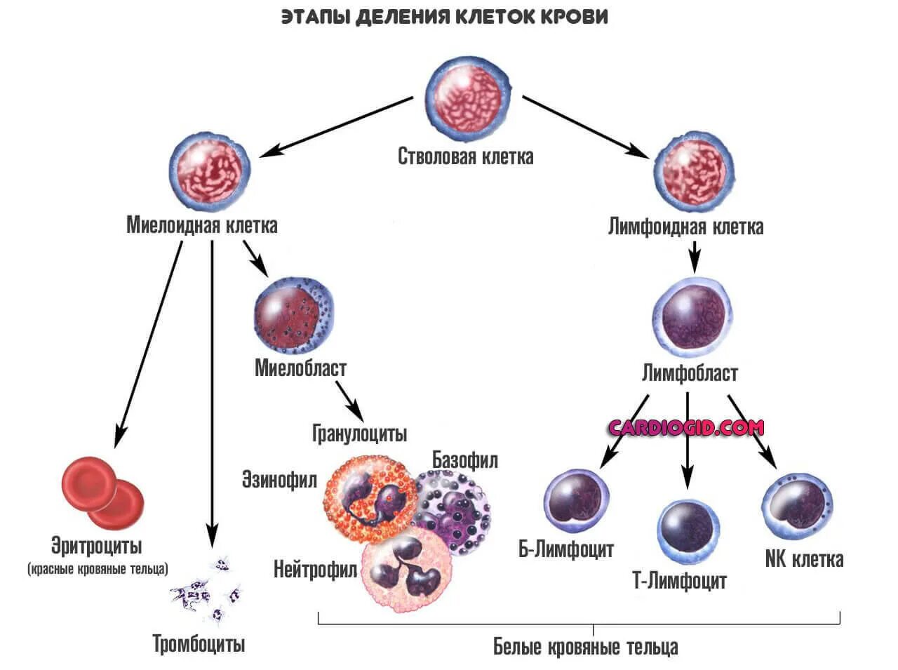 Схема кроветворения стволовая клетка. Схема кроветворения в костном мозге. Схема кроветворения из стволовой клетки. Схема дифференцировки иммунных клеток. Деление стволовых клеток