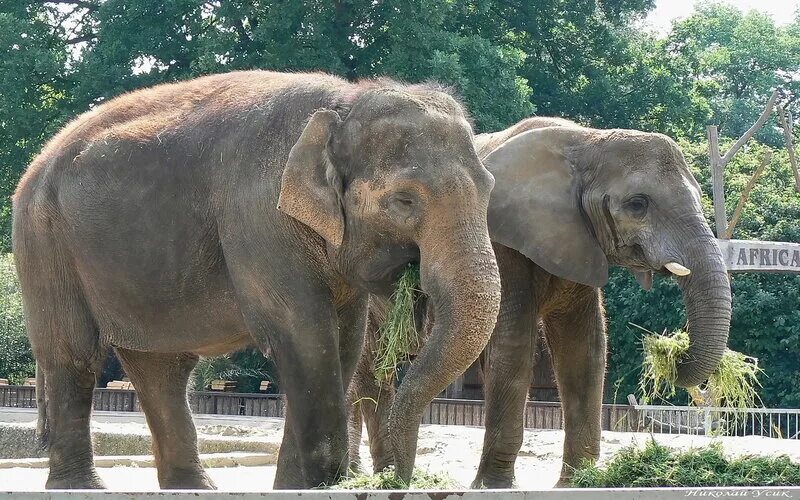 Африканский и индийский слон. Индийские слоны и африканские слоны. Африканский слов и индийский слое. Продолжительность жизни слона.