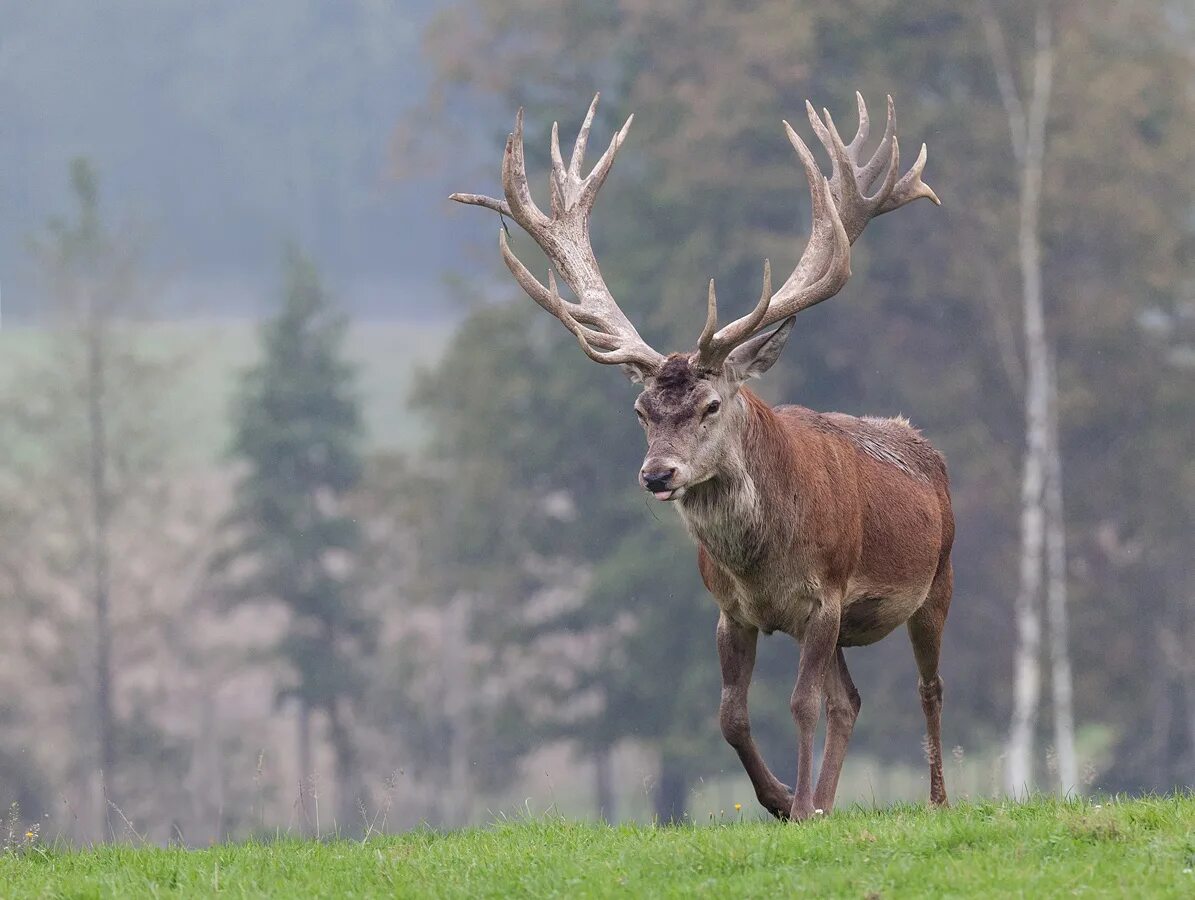 северные олени якутии. благородный олень изюбрь. олень северный лесной сибирский. благородный олень изюбрь. марал сибирский.