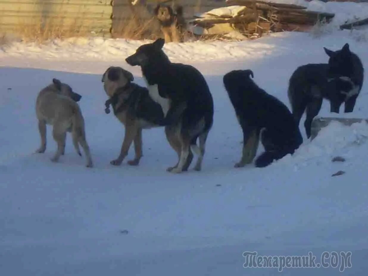 Собаки кобели и суки. Собаки кобели и суки. Собаки кобели и суки. Бродячие собаки спариваются. Немецкая овчарка кобель случка.
