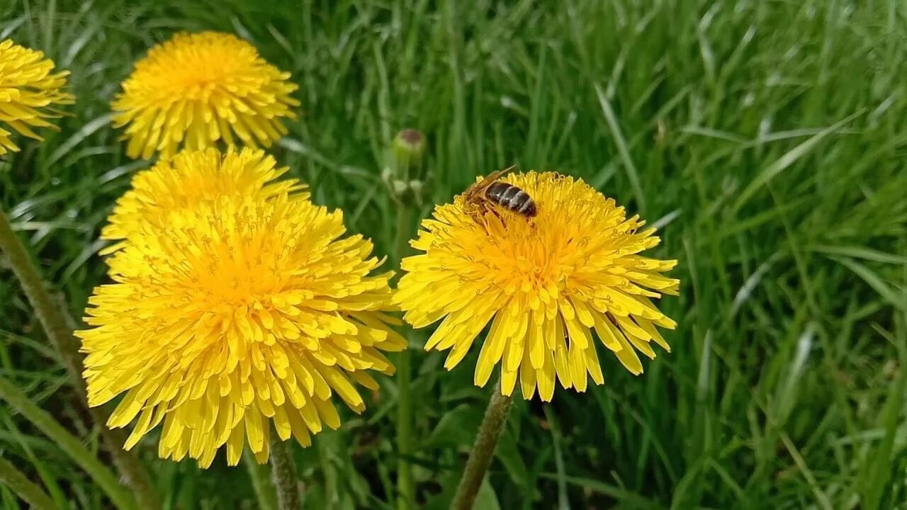 Одуванчик лекарственный – Taraxacum officinale. Одуванчик медонос. Пчела на одуванчике. Цветок похожий на одуванчик. Цветы одуванчика лечебные свойства и противопоказания