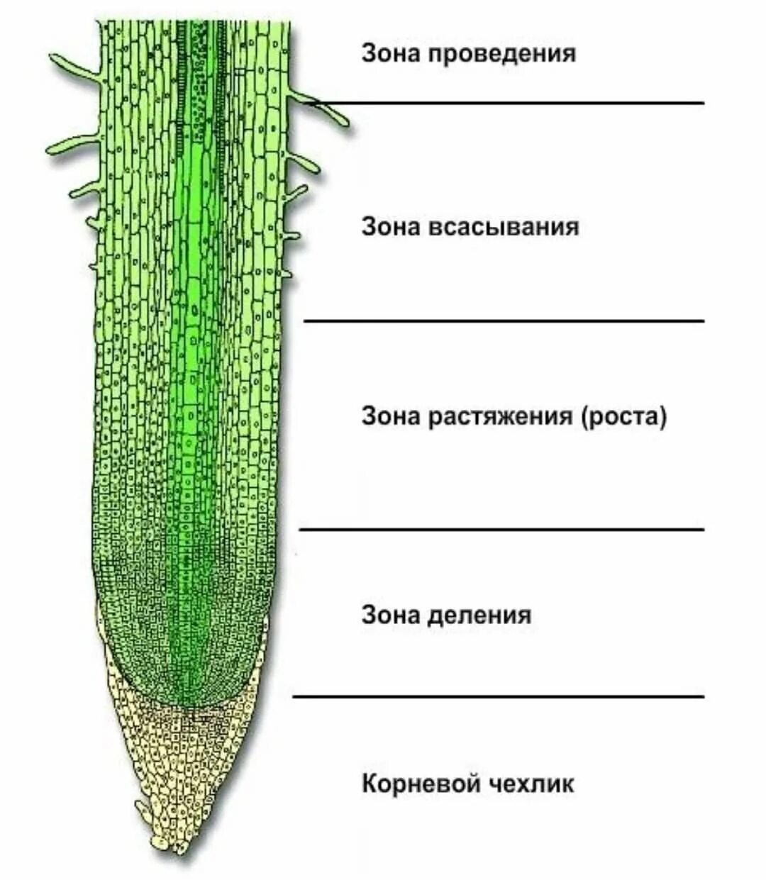 Зоны корня корня ЕГЭ. Зоны корня 6 класс биология рисунок. Строение корня чехлик. Зона корня корневой чехлик строение и функции. Из какой ткани состоит корень