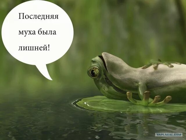 Жабы выражение