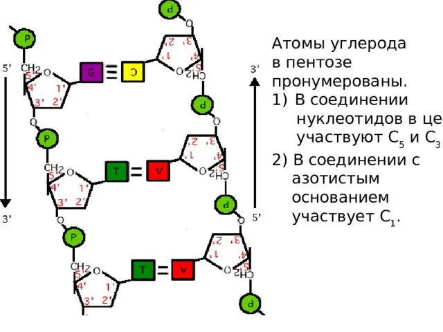 Нумерация атомов углерода. Нумерация атомов в азотистых основаниях. нумерация углеродов в пентозе. пронумеровать атомы углерода.