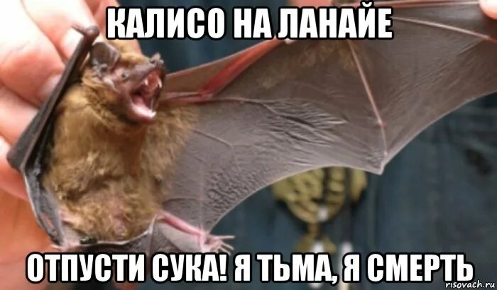 Мальчик испугался врача. Пустите сук. Кот в сметане. Котики для поднятия настроения. Отпусти меня я тьма я смерть.