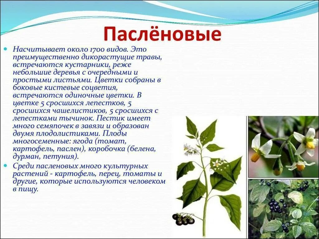 Род паслен класс двудольные. Растения семейства пасленовых. Масличные Пасленовые. Овощи семейства пасленовых. Пасленовые медоносы.