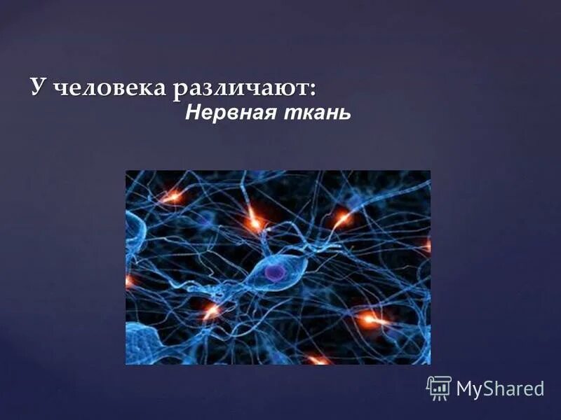 путешествие в мир клеток 4 класс