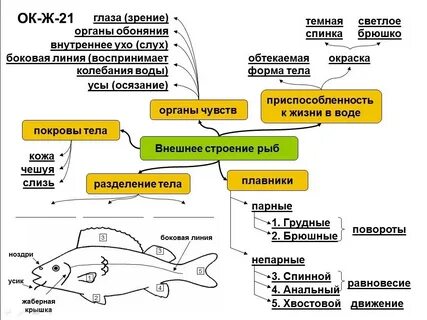 Рыбы тест егэ